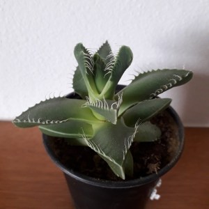 tigrie zuby